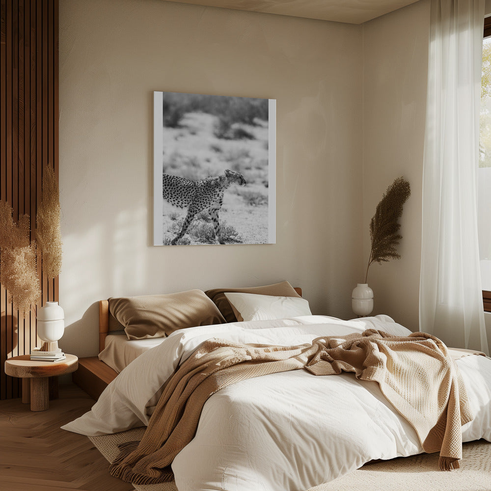 A Cheetah Walking | Canvas