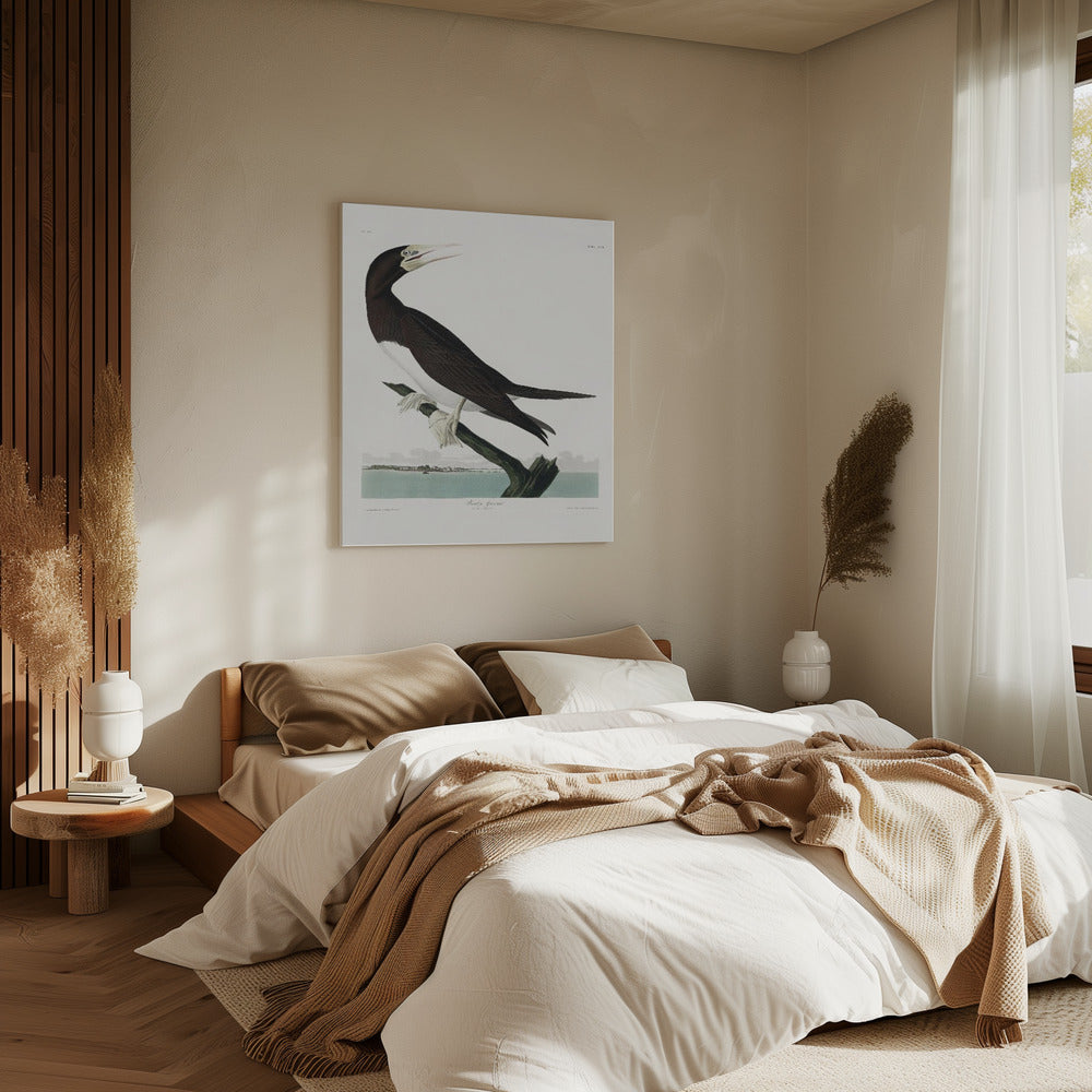 Booby Gannet From Birds of America (1827) | Canvas