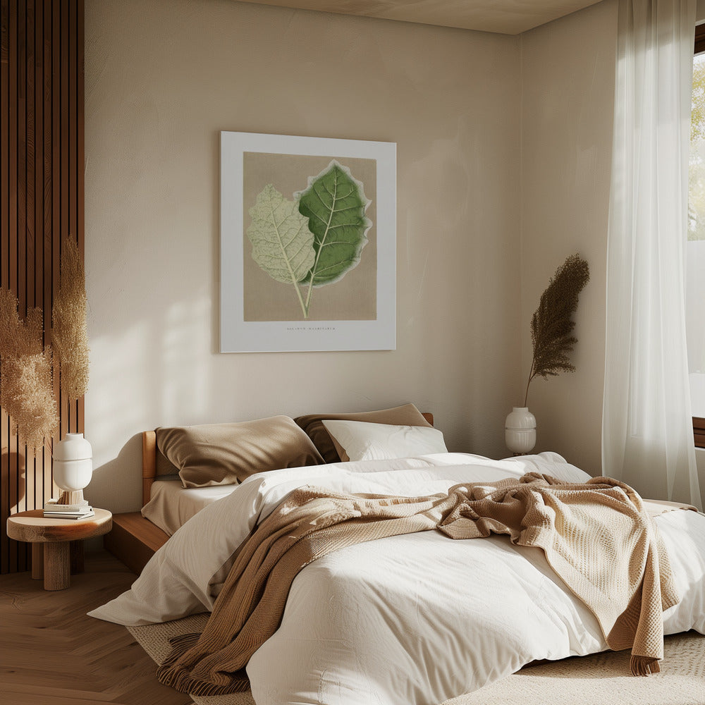 Green Solanum Marginatum Leaf Illustration | Canvas