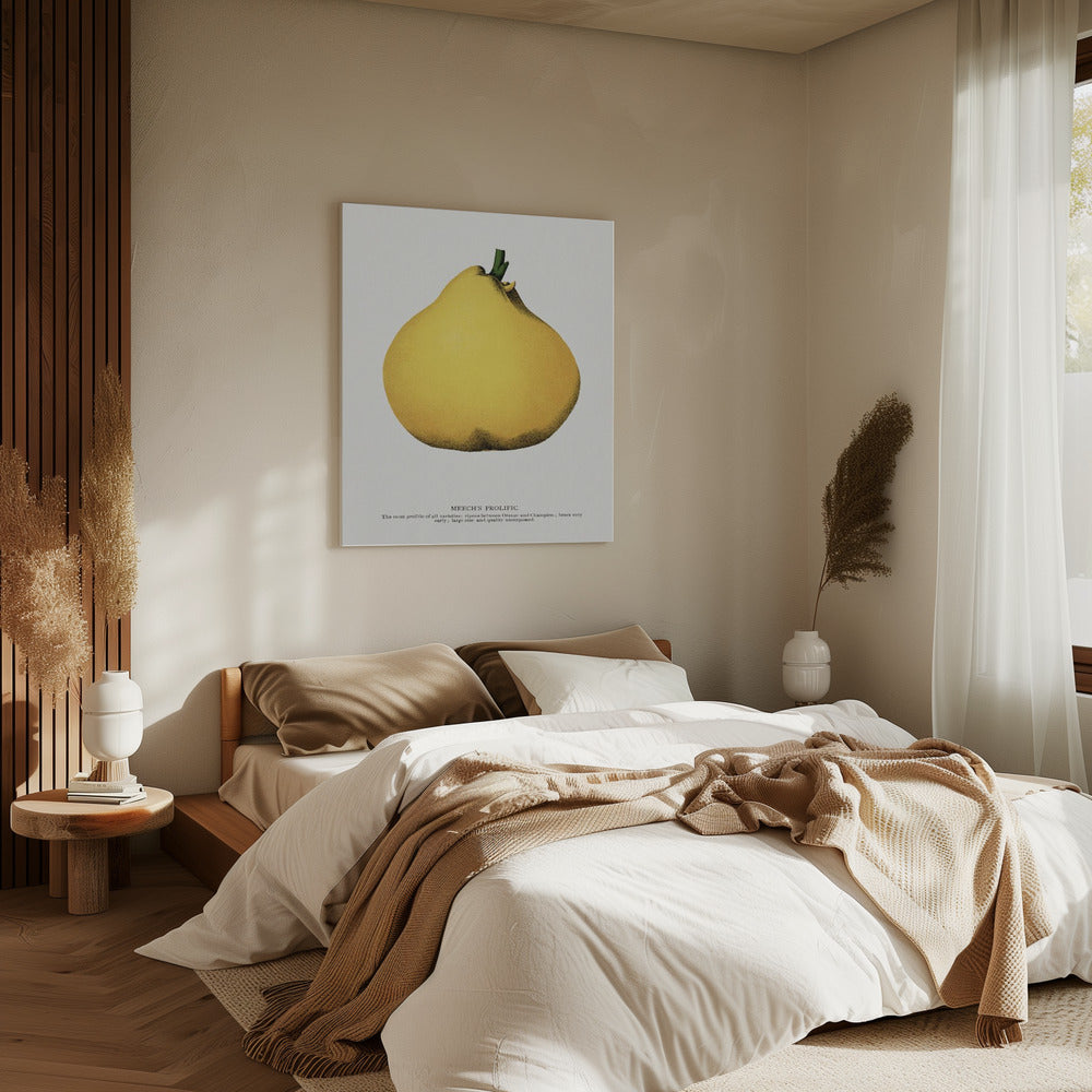 Meech's Prolific Pear Lithograph | Canvas