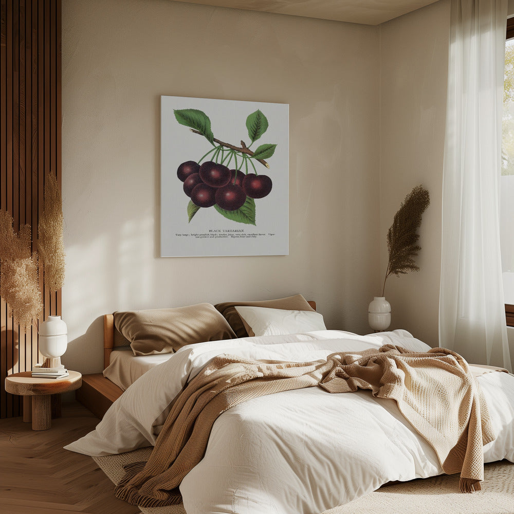 Black Tartarian Cherry Lithograph | Canvas