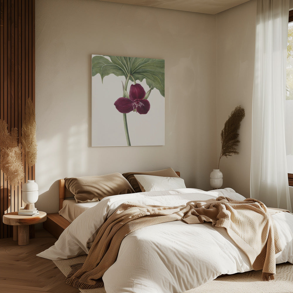 Sweet Trillium | Canvas