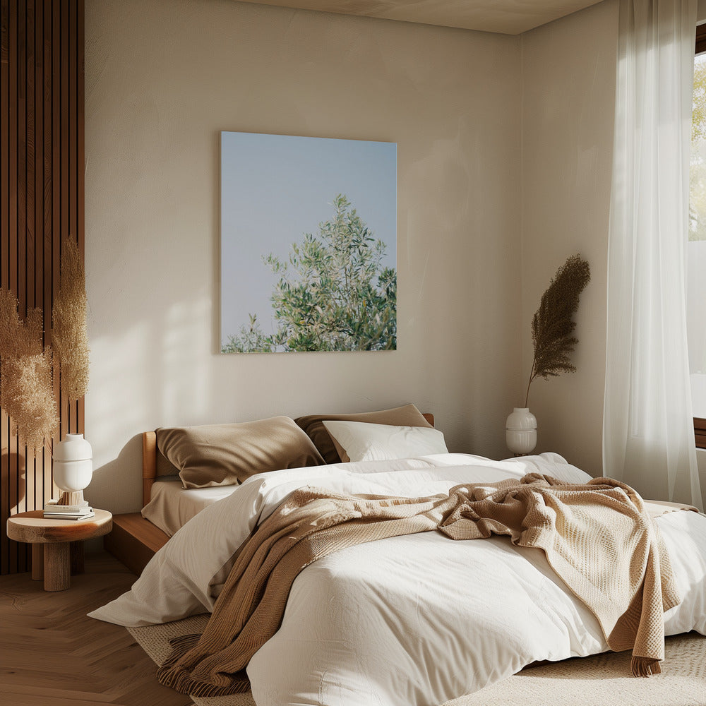 Olives In Ostuni | Italy Travel Photography | Canvas