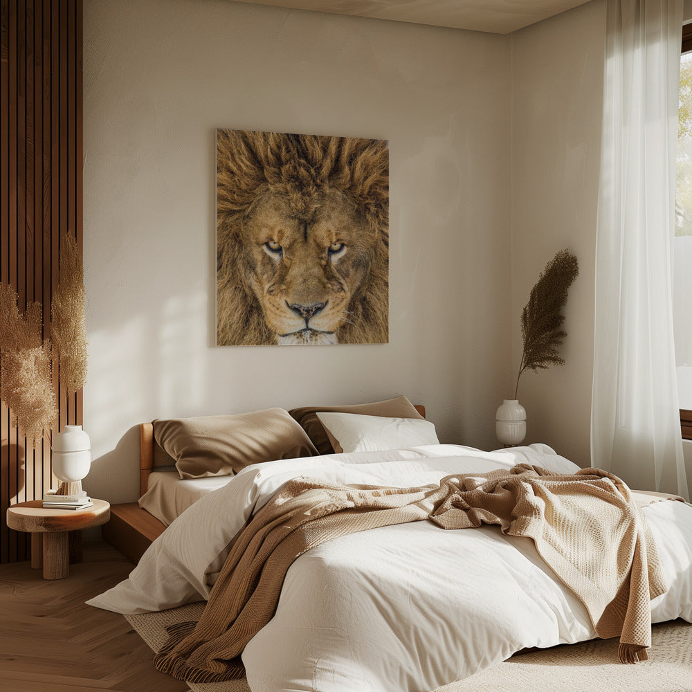 Serious Lion | Canvas