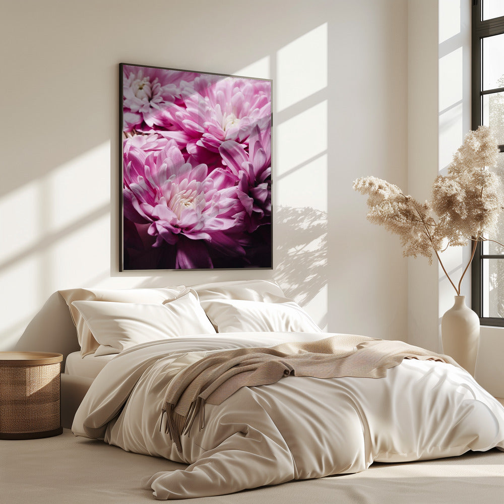 pink Chrysanthemum Blossom | Poster