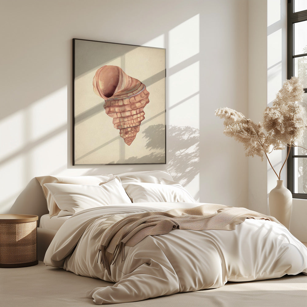 Pink seashells | Poster