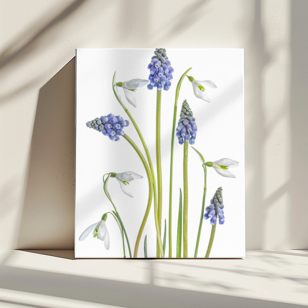 Muscari and Galanthus | Canvas