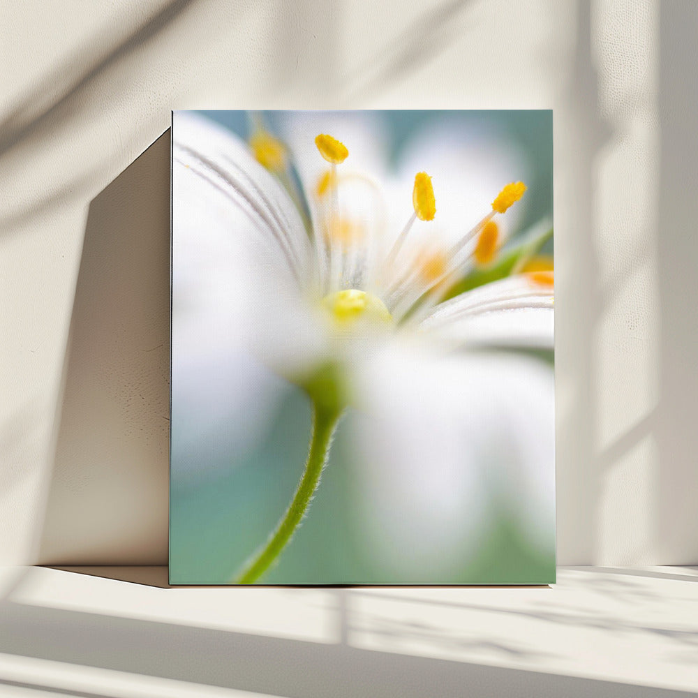 Stitchwort surprise | Canvas