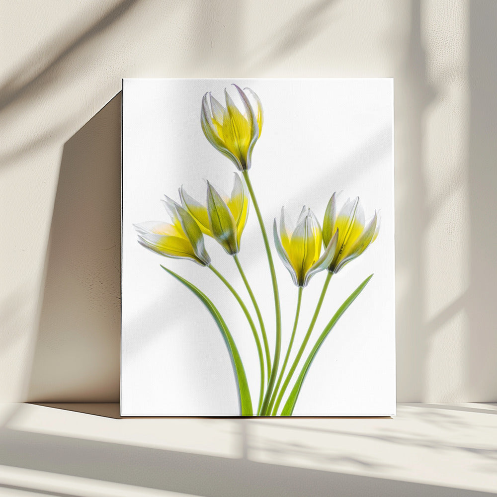 Tulipa | Canvas