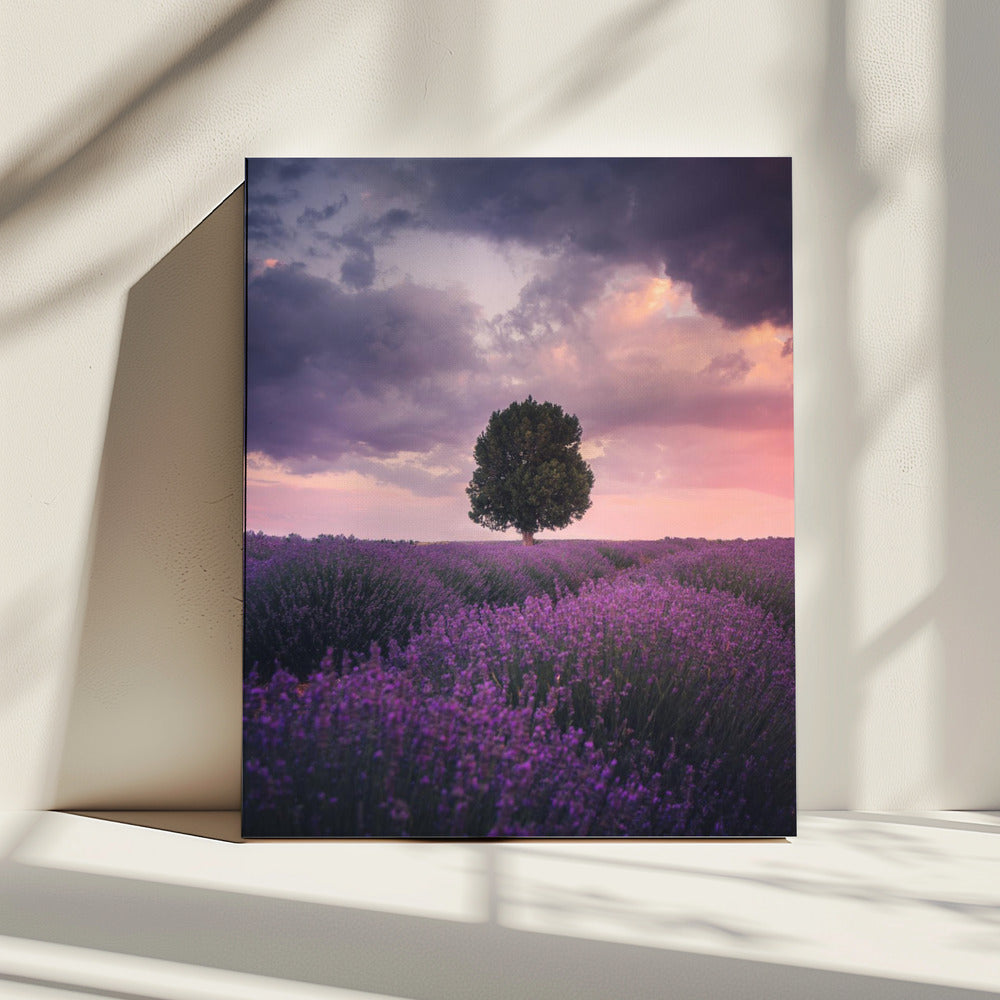 Lavender Fields, Isparta | Canvas