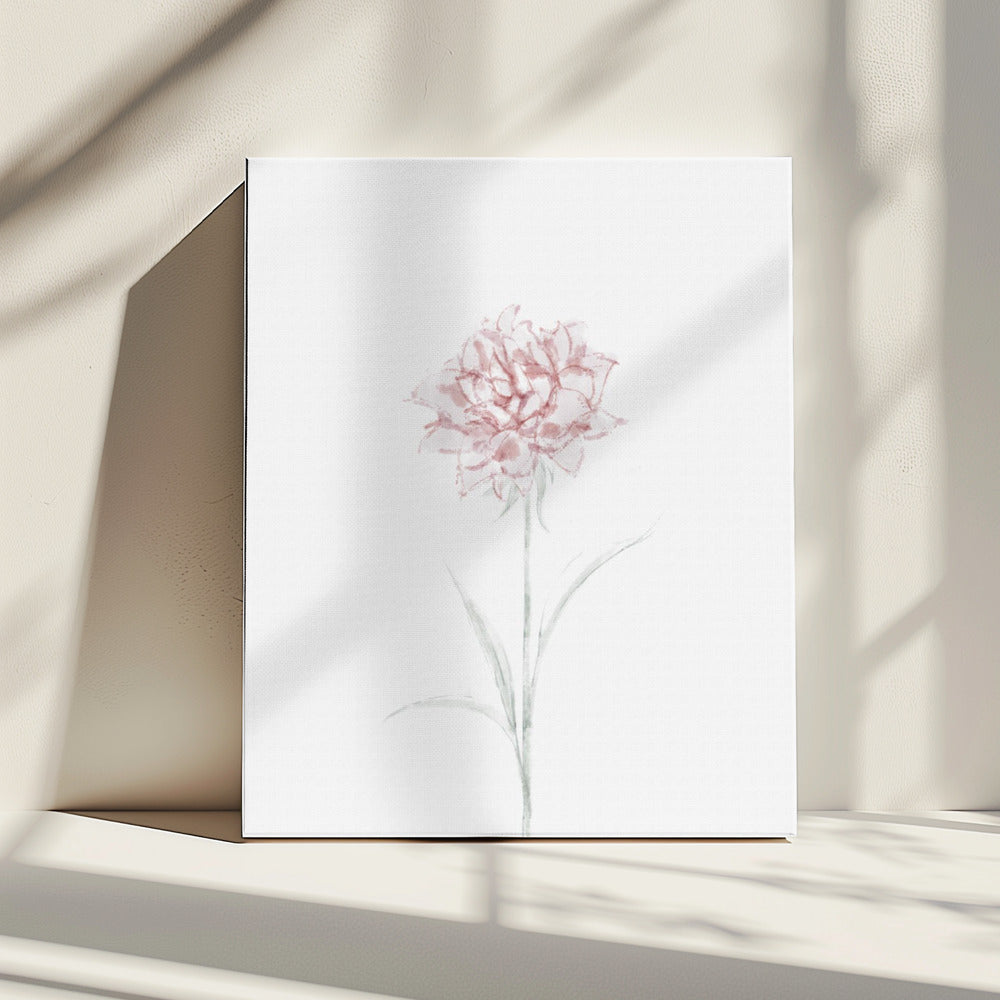 Peony 02 | Canvas