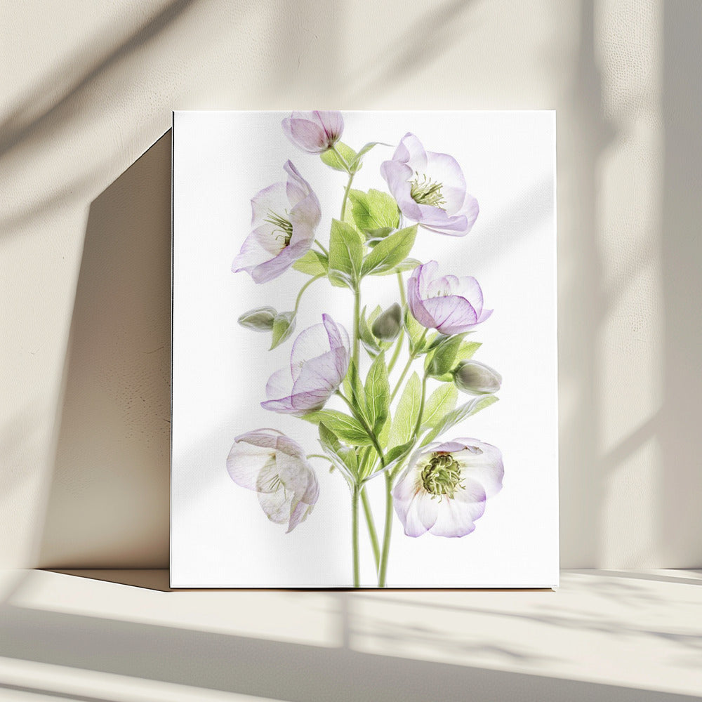 Hellebore | Canvas
