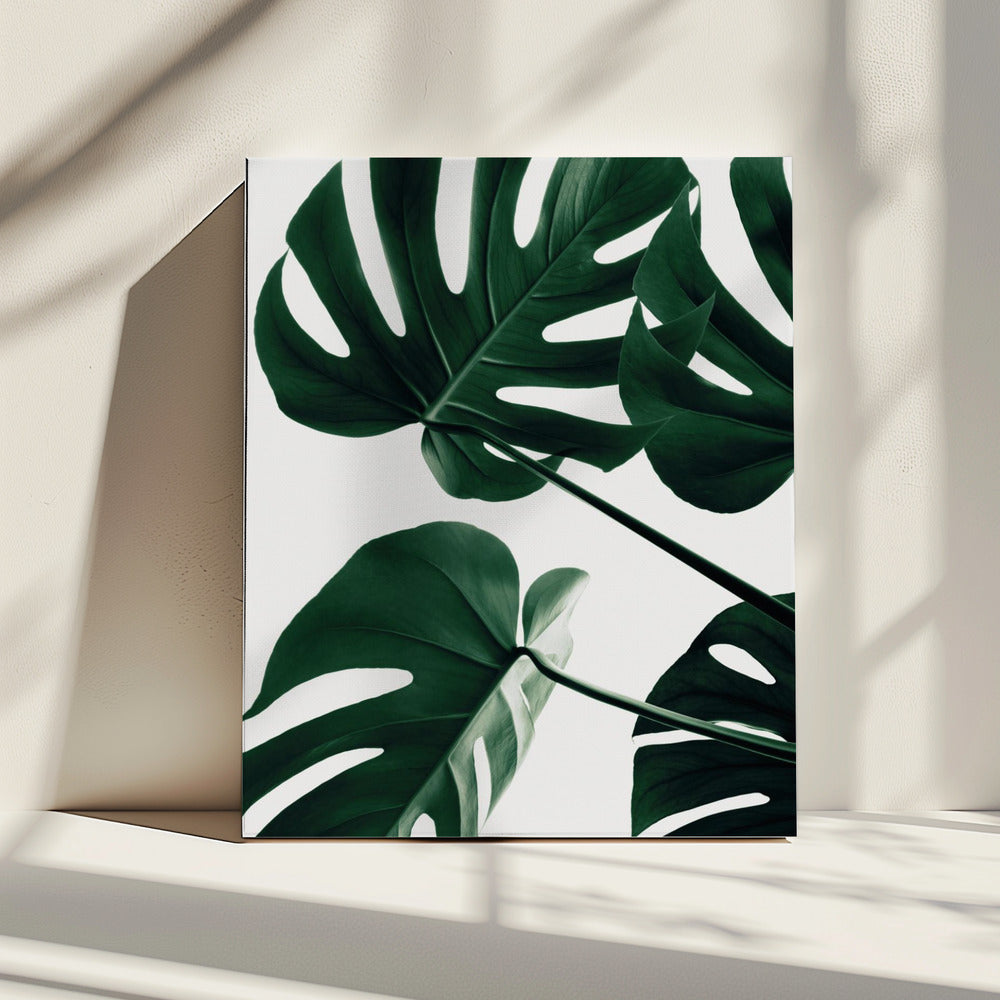 Monstera Natural 43 | Canvas