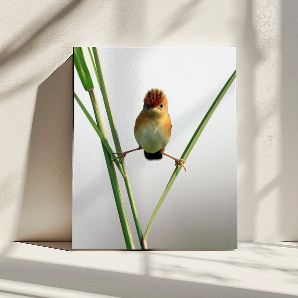 Kung Fu Master | Canvas