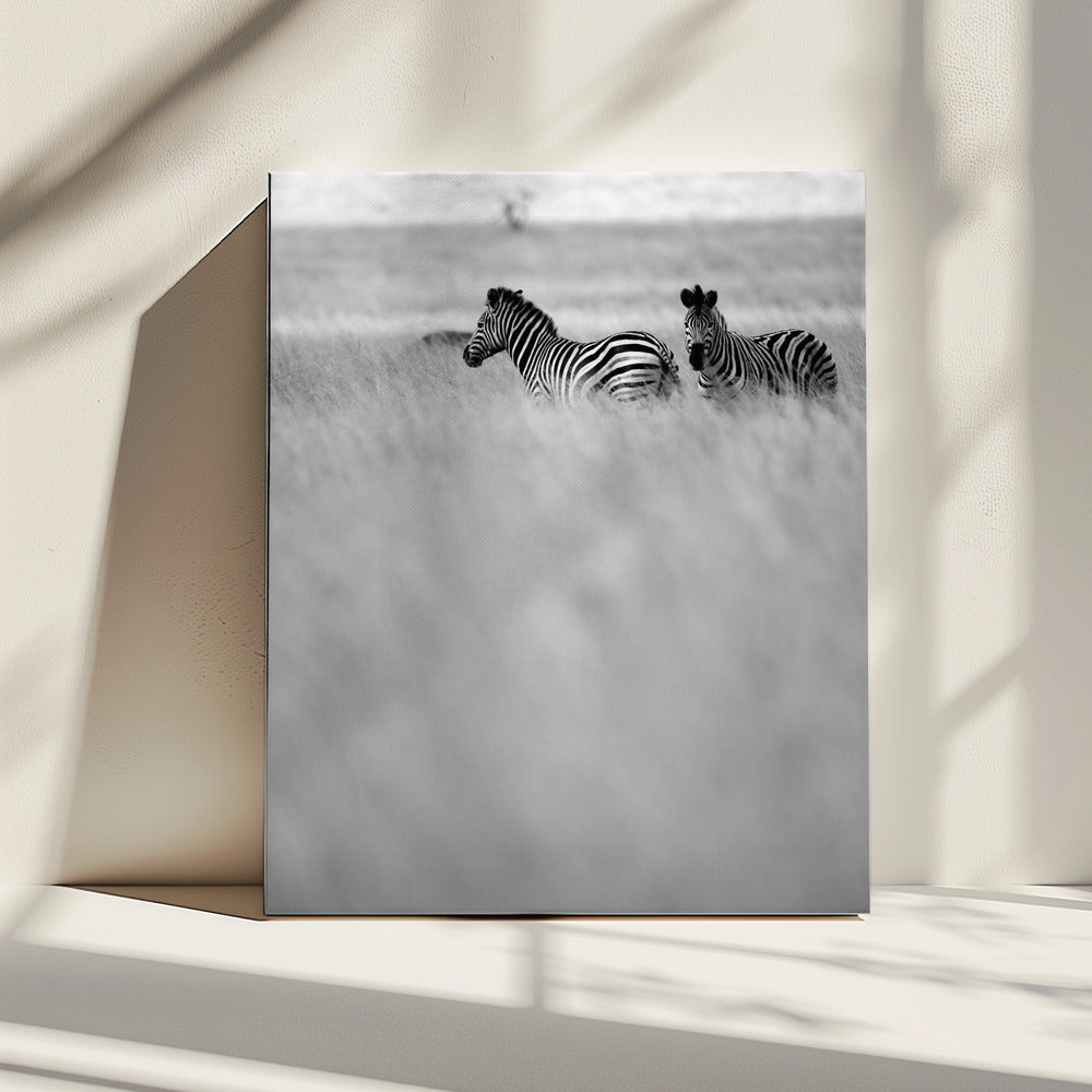 Zebras in the Mist | Canvas