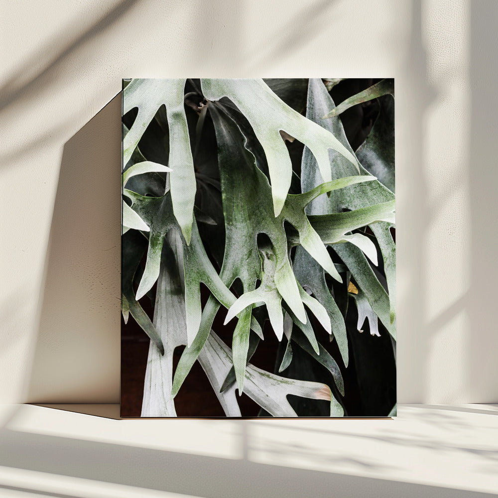 Enchanted Fronds | Canvas