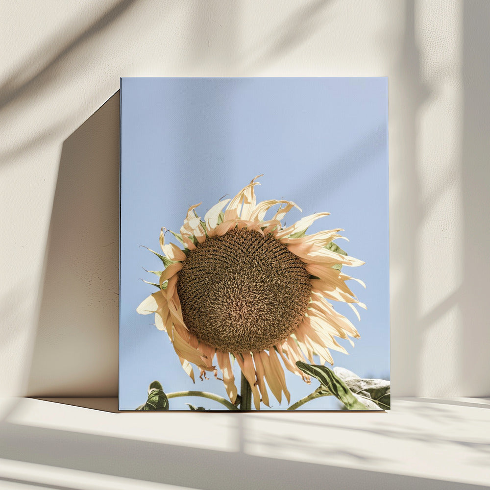 Golden Sunflower Sway | Canvas