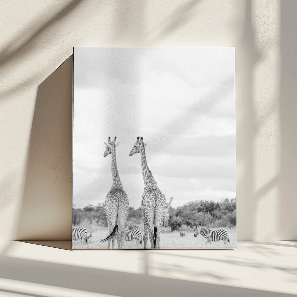 Super Safari | Canvas