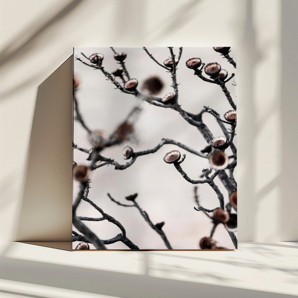 Swartberg Protea | Canvas