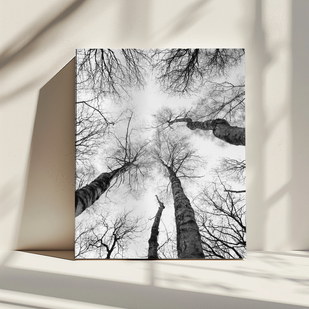 Reaching Branches | Canvas