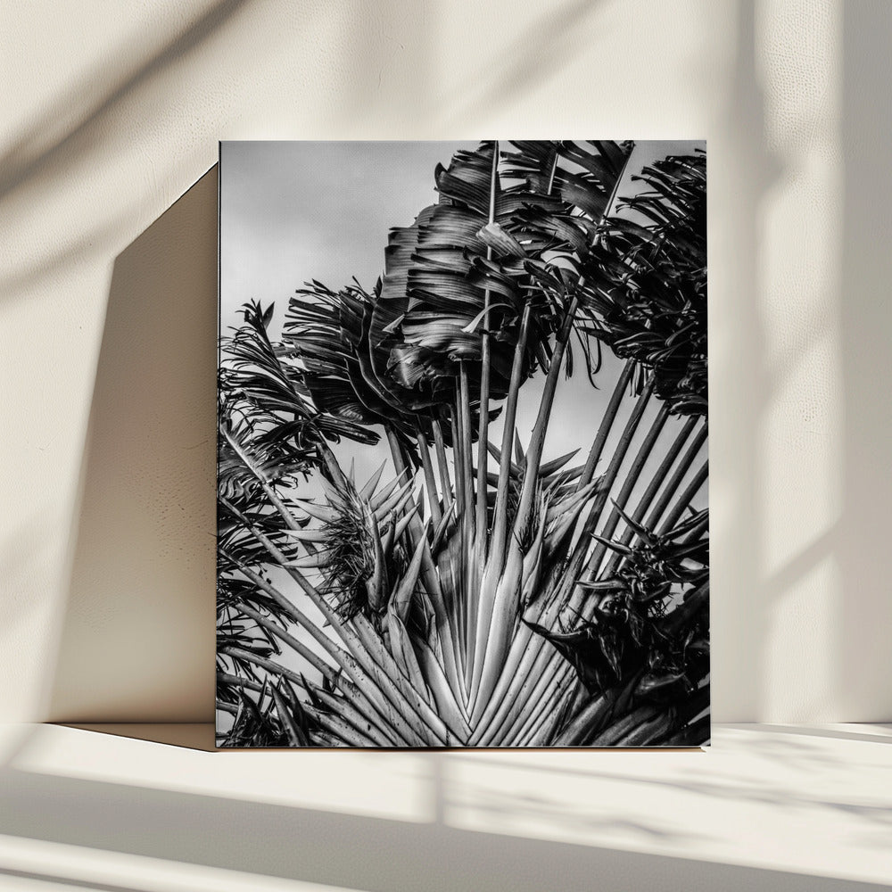 Tropical Dancer | Canvas