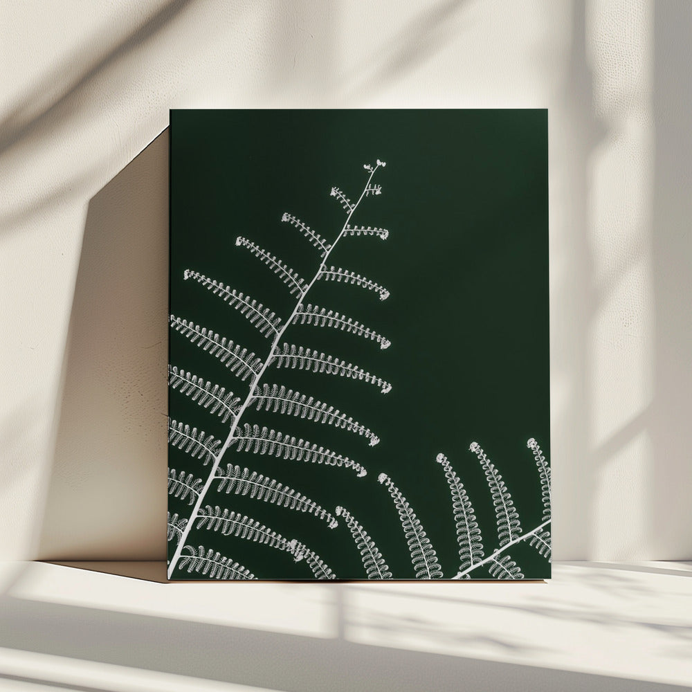 Fern's Gentle Curve | Canvas