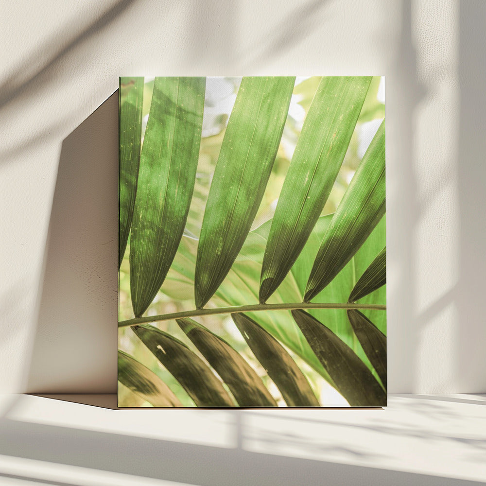 Beauty Of Palm Leaves | Canvas