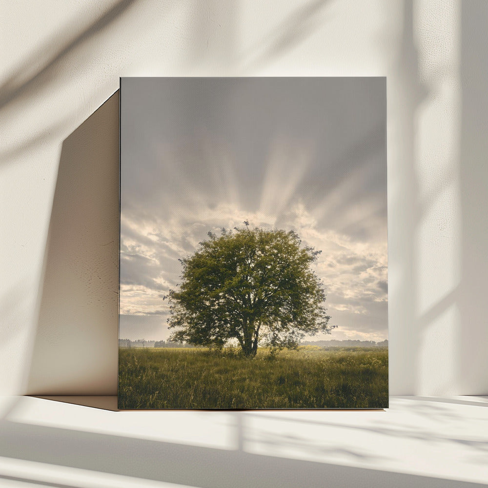 20220616 Dsf4394 | Canvas