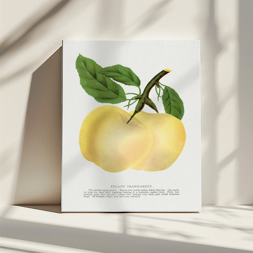 Yellow Transparent Apple Lithograph | Canvas