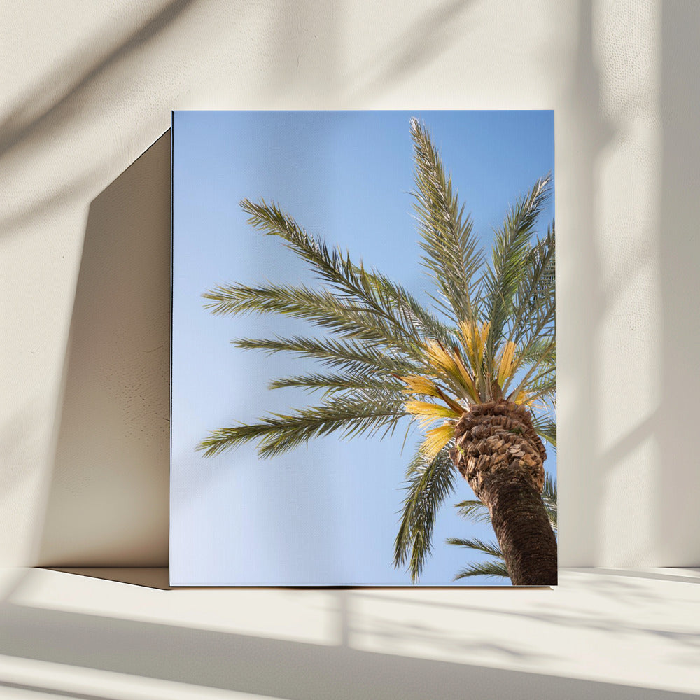 Vejer de La Frontera Palm Tree | Canvas