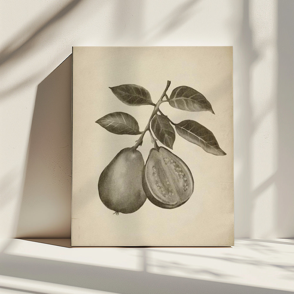Vintage fruit | Canvas