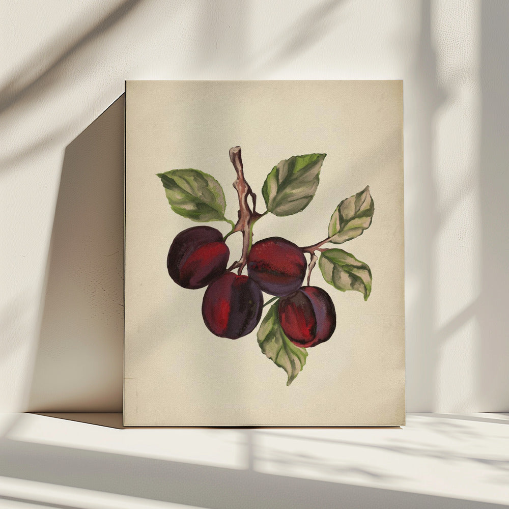 Vintage fruit collection | Canvas