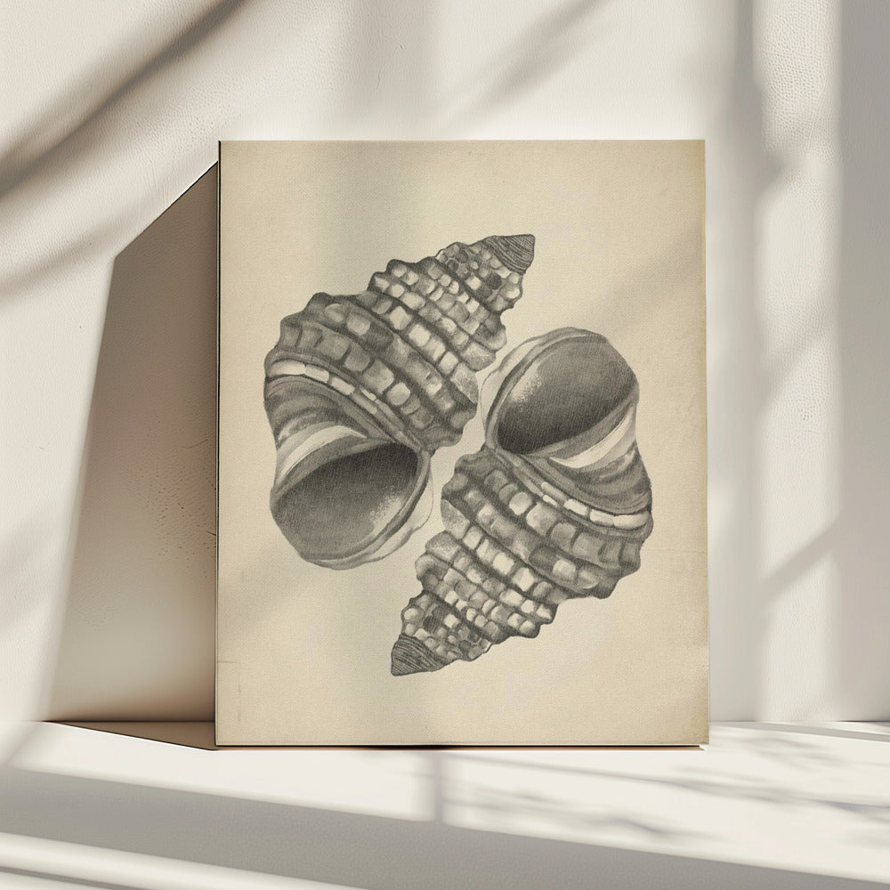 Seashells | Canvas