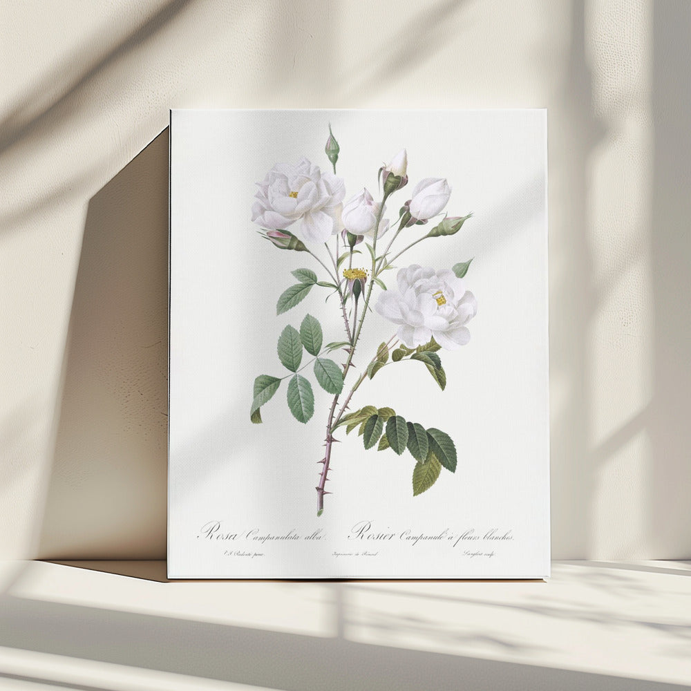 Rosa Gallica Pontiana, Les Roses (1817–1824) | Canvas