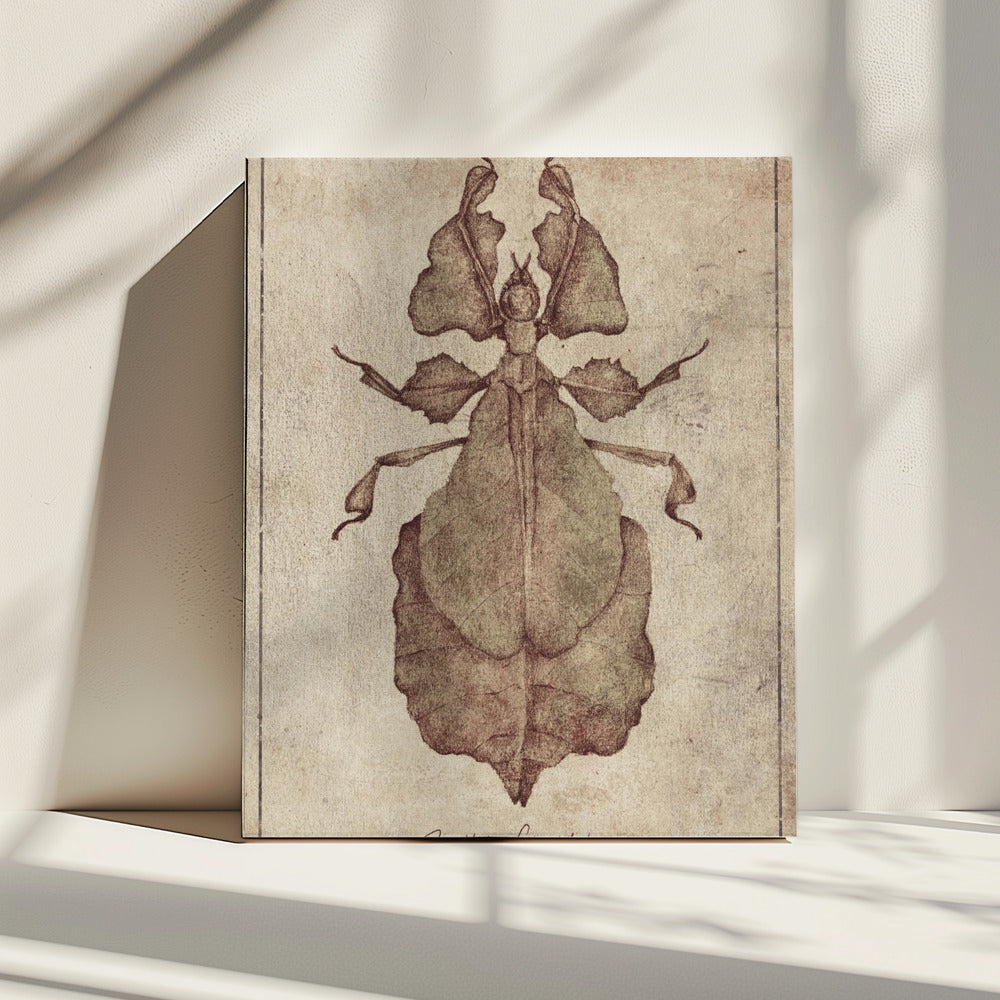 Phyllium Siccifolium Copy | Canvas