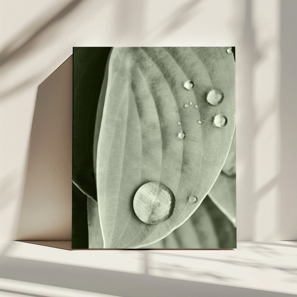 Dew on Leaf Elegance | Canvas