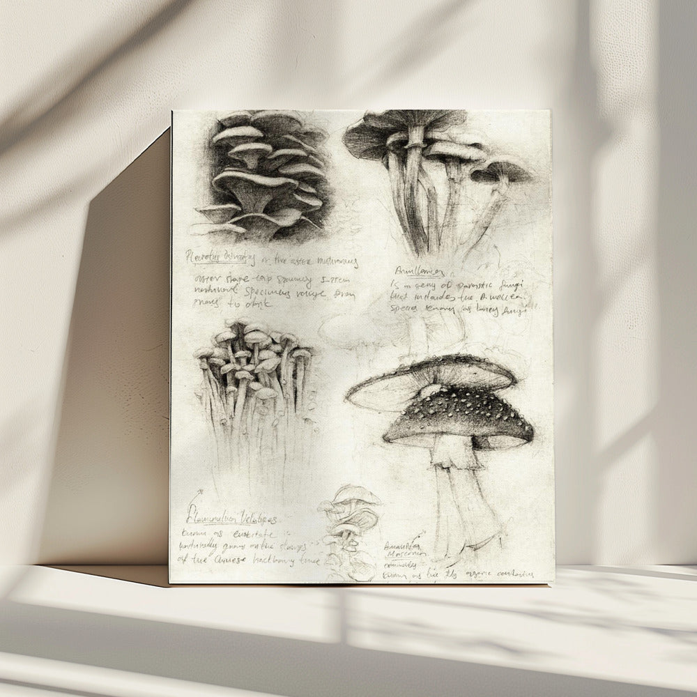 Various Botanical Mushrooms | Canvas