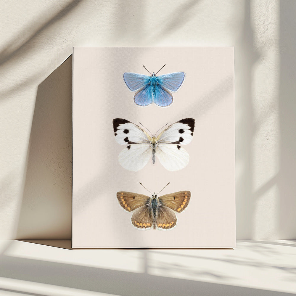 English Butterlies 2 | Canvas