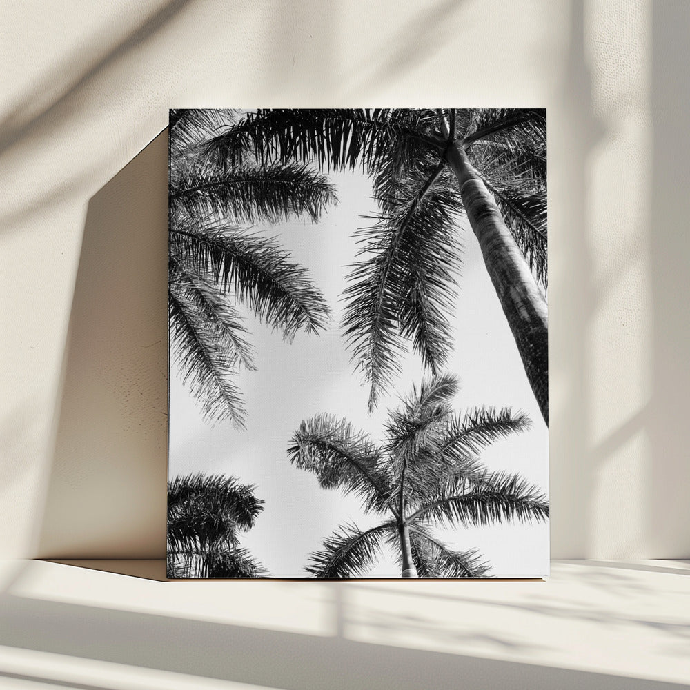 Black And White Palm Tree | Canvas