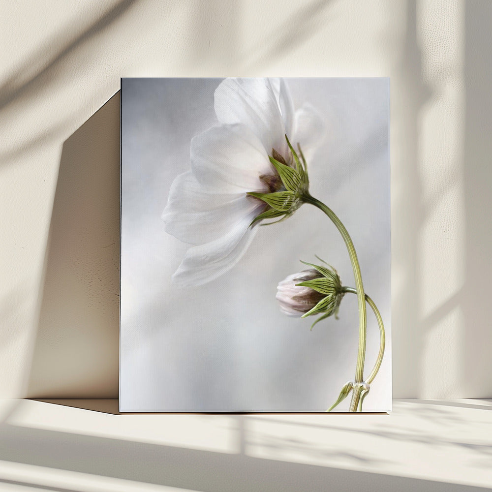 Heavenly Cosmos | Canvas