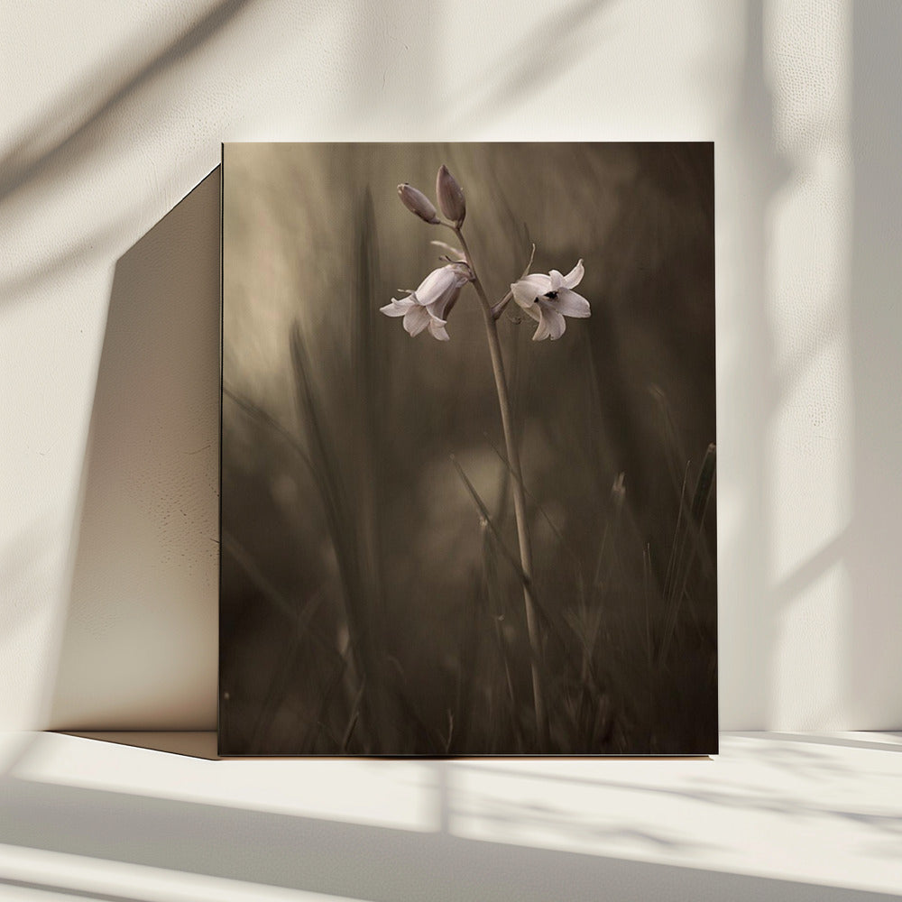 A small flower on the ground | Canvas