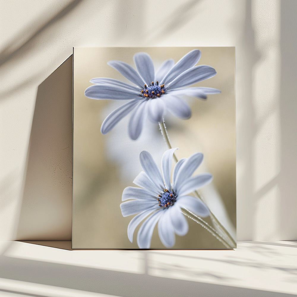 Cape daisies | Canvas