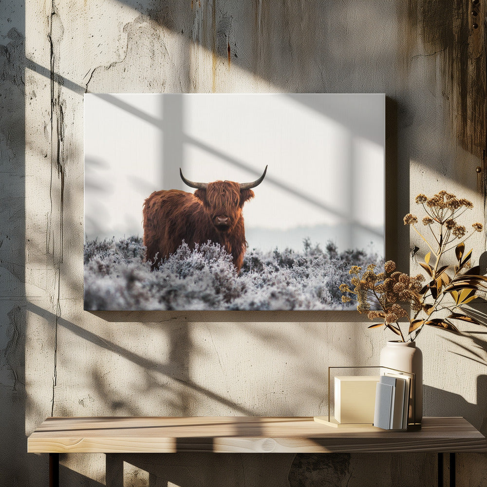 Highlander | Canvas