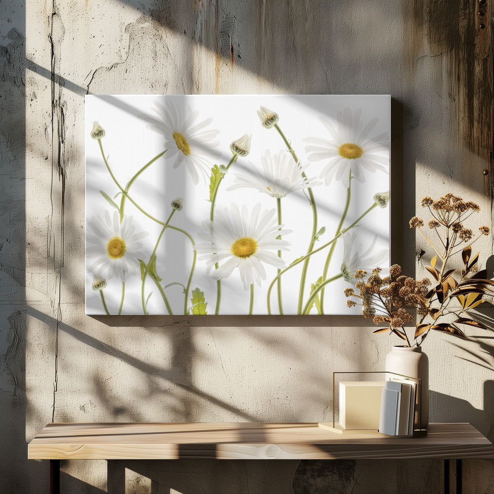 Ox eye Daisies | Canvas