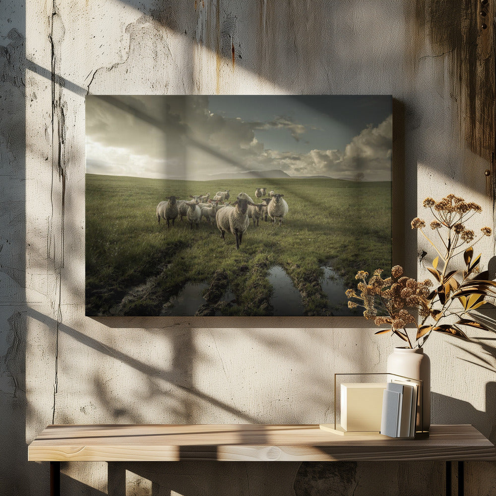 Sheep | Canvas