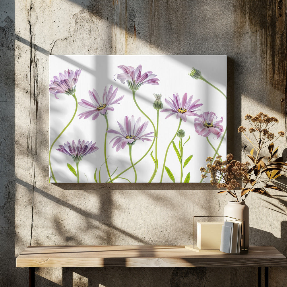 Cape Daisies | Canvas
