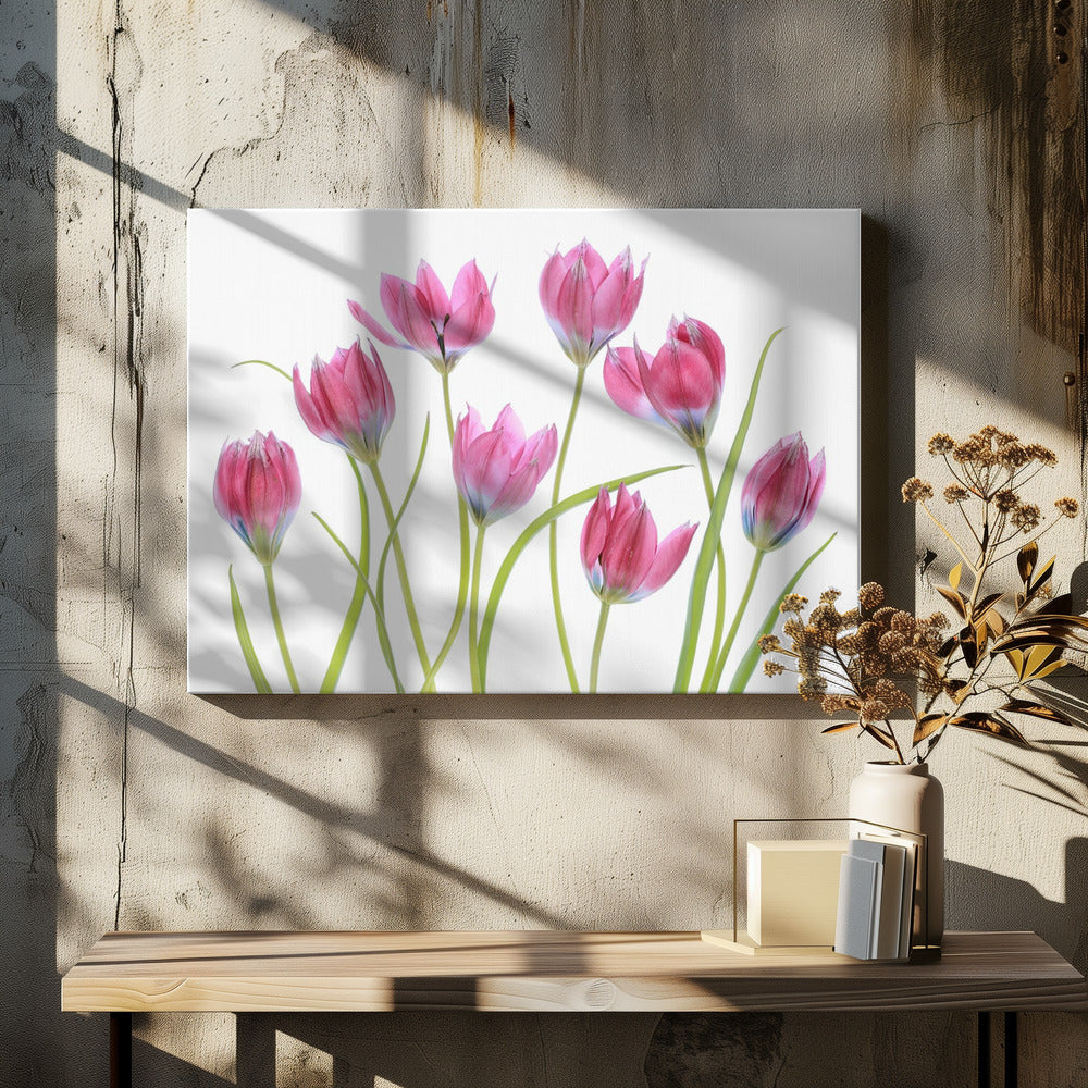 Tulip blush | Canvas
