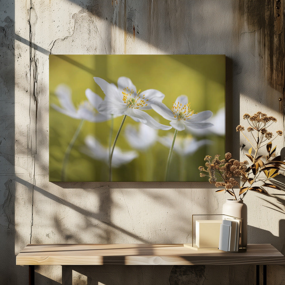 Wood Anemones | Canvas