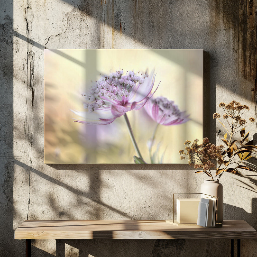 Pink Astrantia | Canvas