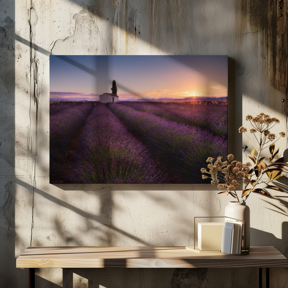 Provence Lavender | Canvas